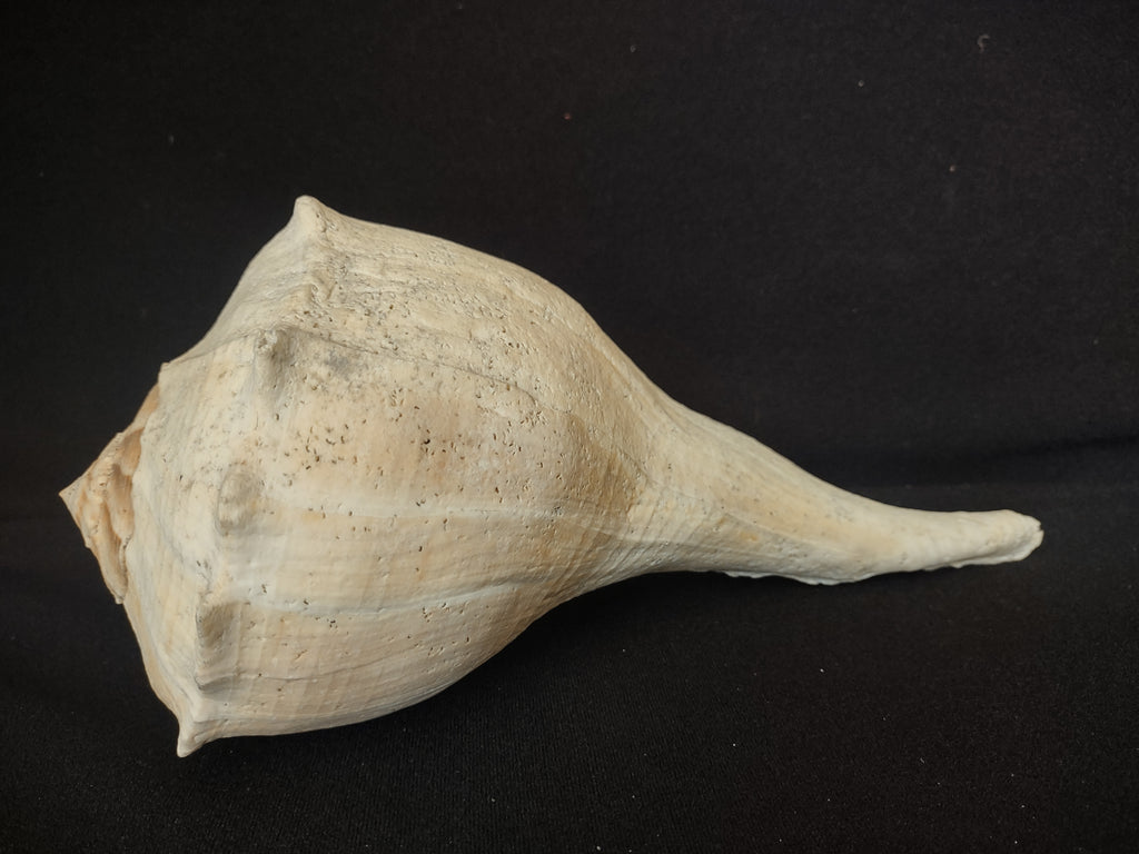 Large Horse Conch Shell 11" Seashell Natural Beach Decor (lot 2794)