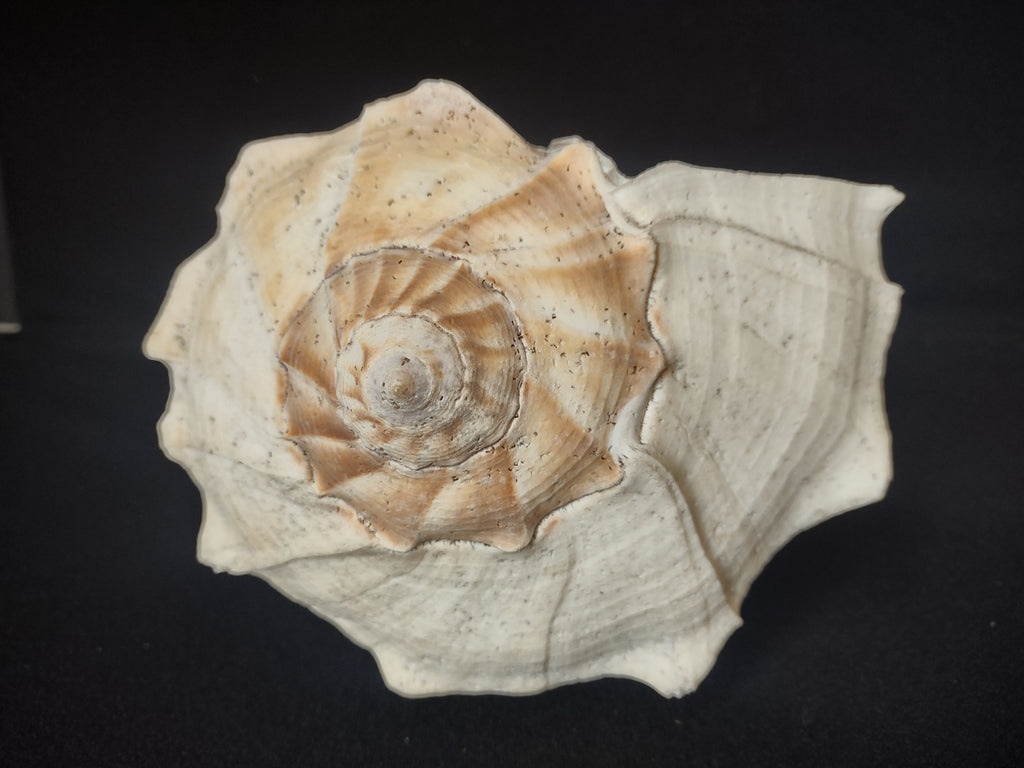 Large Horse Conch Shell 11" Seashell Natural Beach Decor (lot 2794)