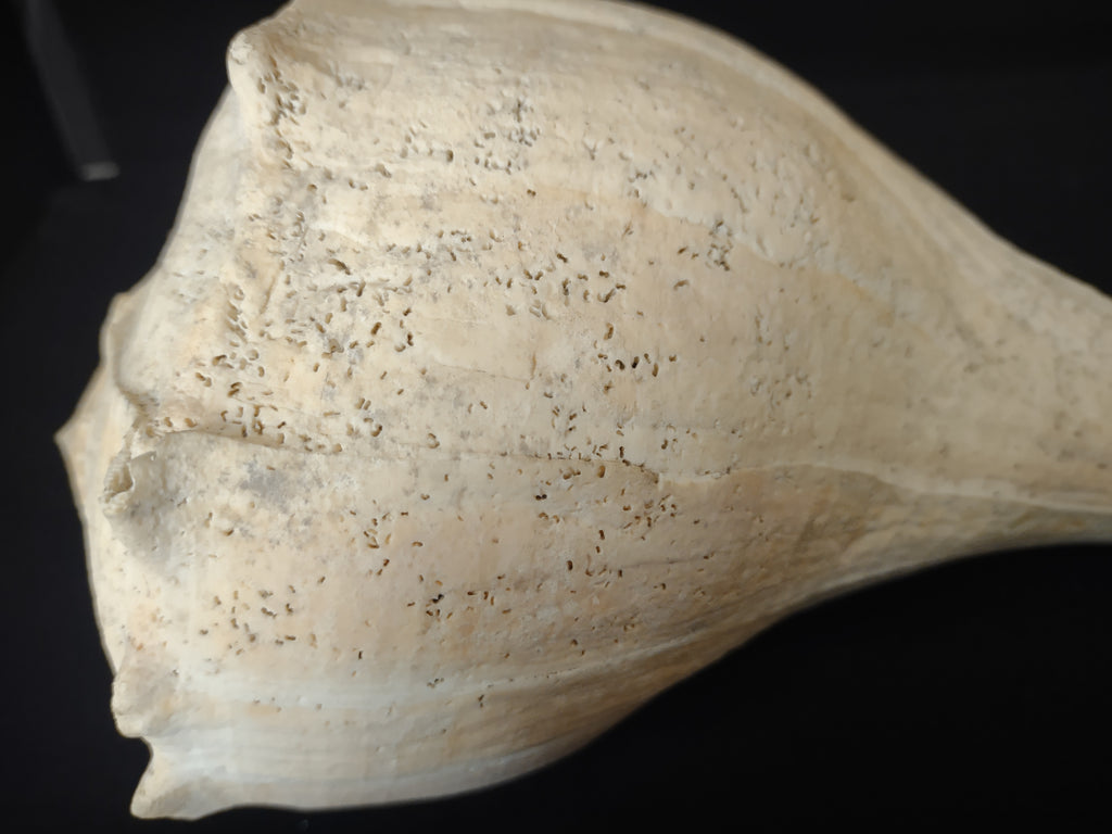 Large Horse Conch Shell 11" Seashell Natural Beach Decor (lot 2794)