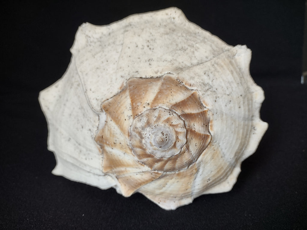 Large Horse Conch Shell 11" Seashell Natural Beach Decor (lot 2794)