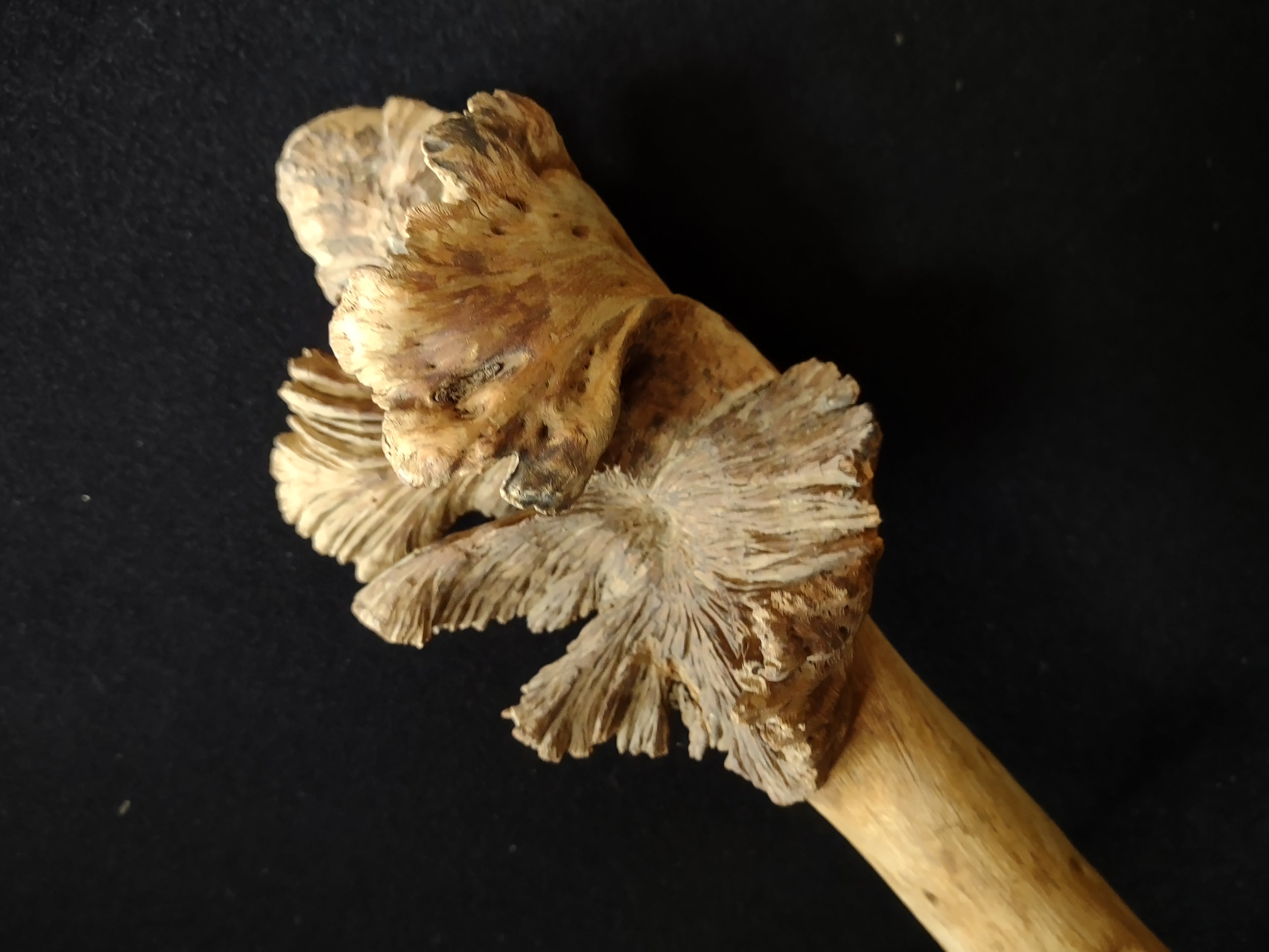 Craft Driftwood about 11" Long (lot 5383)