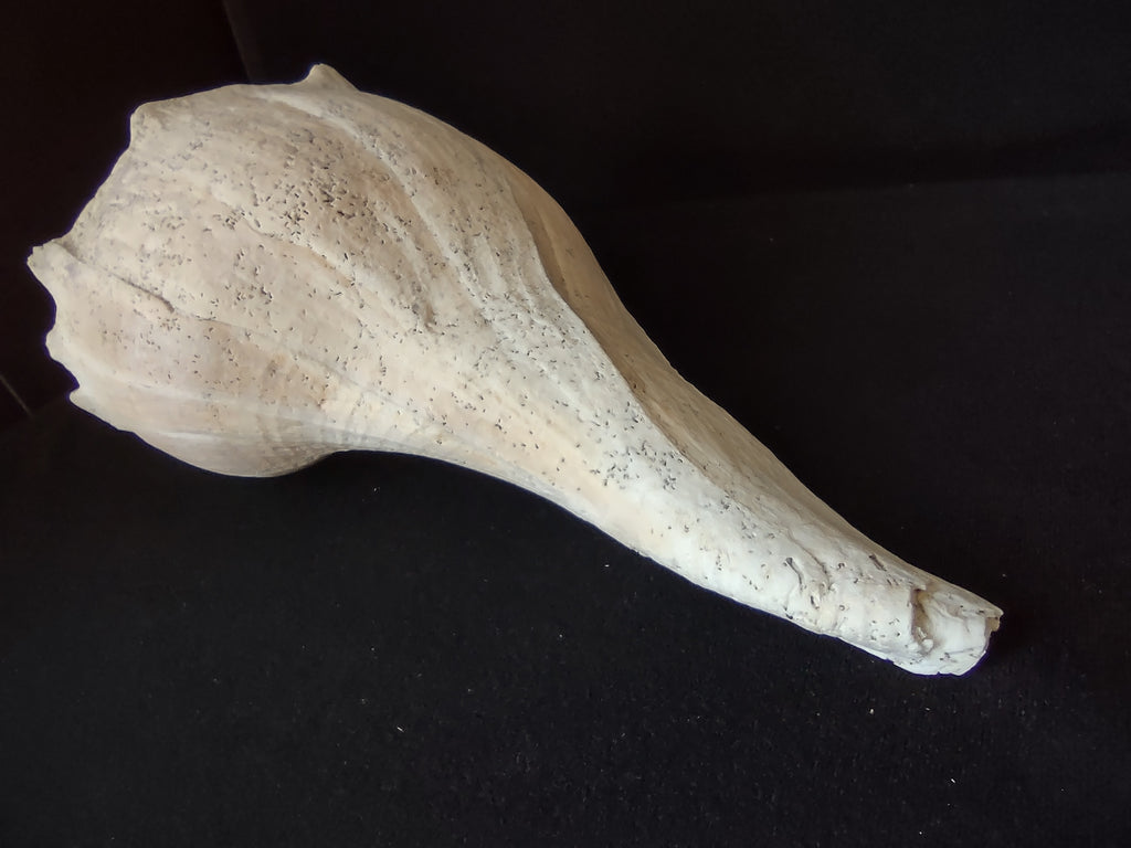 Large Horse Conch Shell 11" Seashell Natural Beach Decor (lot 2794)