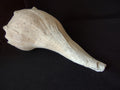 Large Horse Conch Shell 11" Seashell Natural Beach Decor (lot 2794)