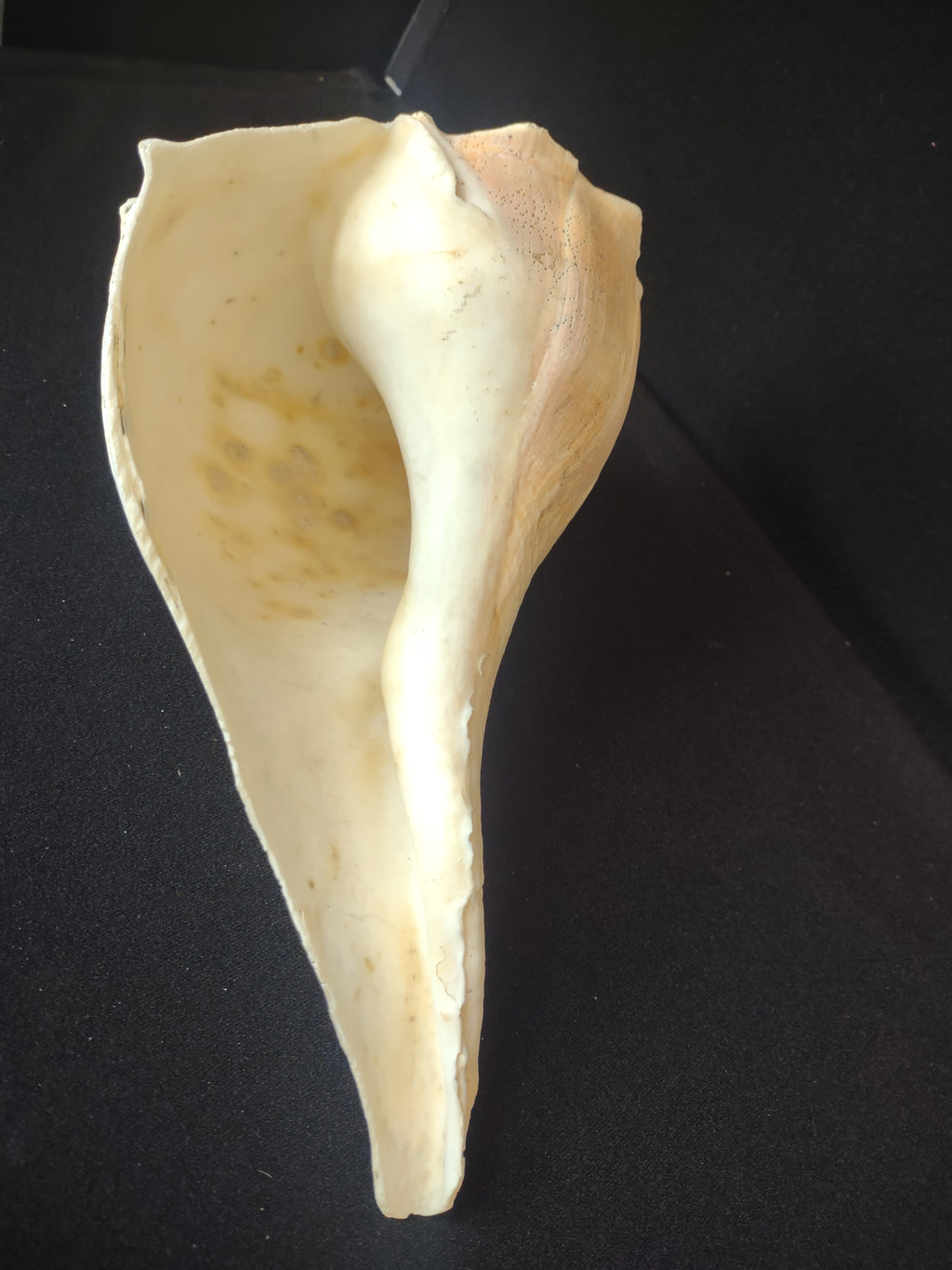 Large Horse Conch Shell 11" Seashell Natural Beach Decor (lot 2794)