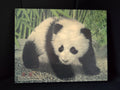 Bao Bao Smithsonian Panda Wooden Picture Portret Walnut Hollow (lot 2772c)