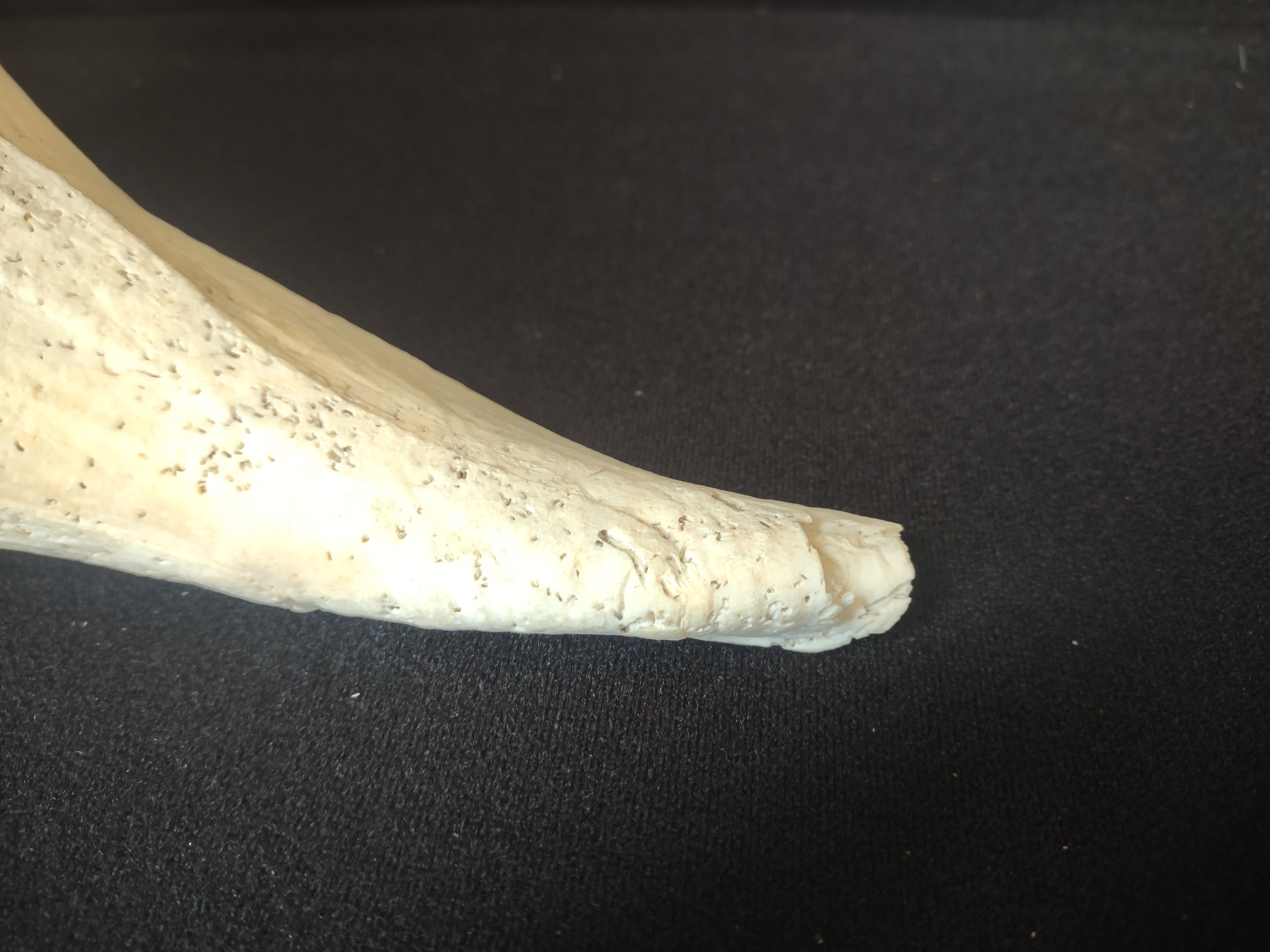 Large Horse Conch Shell 11" Seashell Natural Beach Decor (lot 2794)