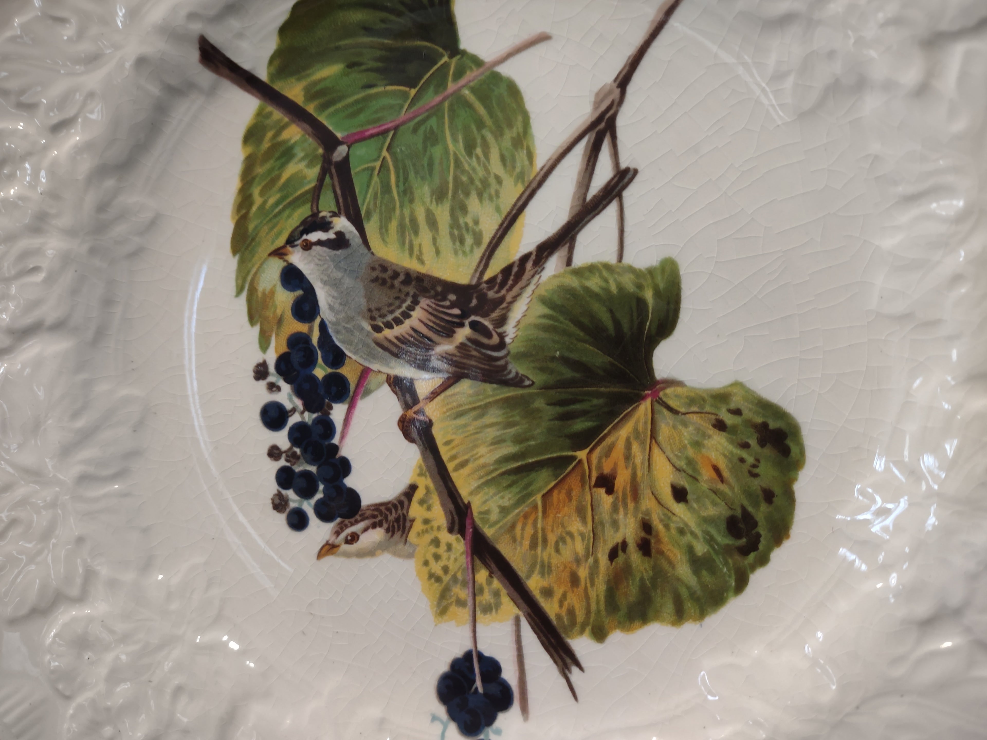 Vintage Meakin Audubon White Crowned Sparrow Cottagecore Plate England [5868]