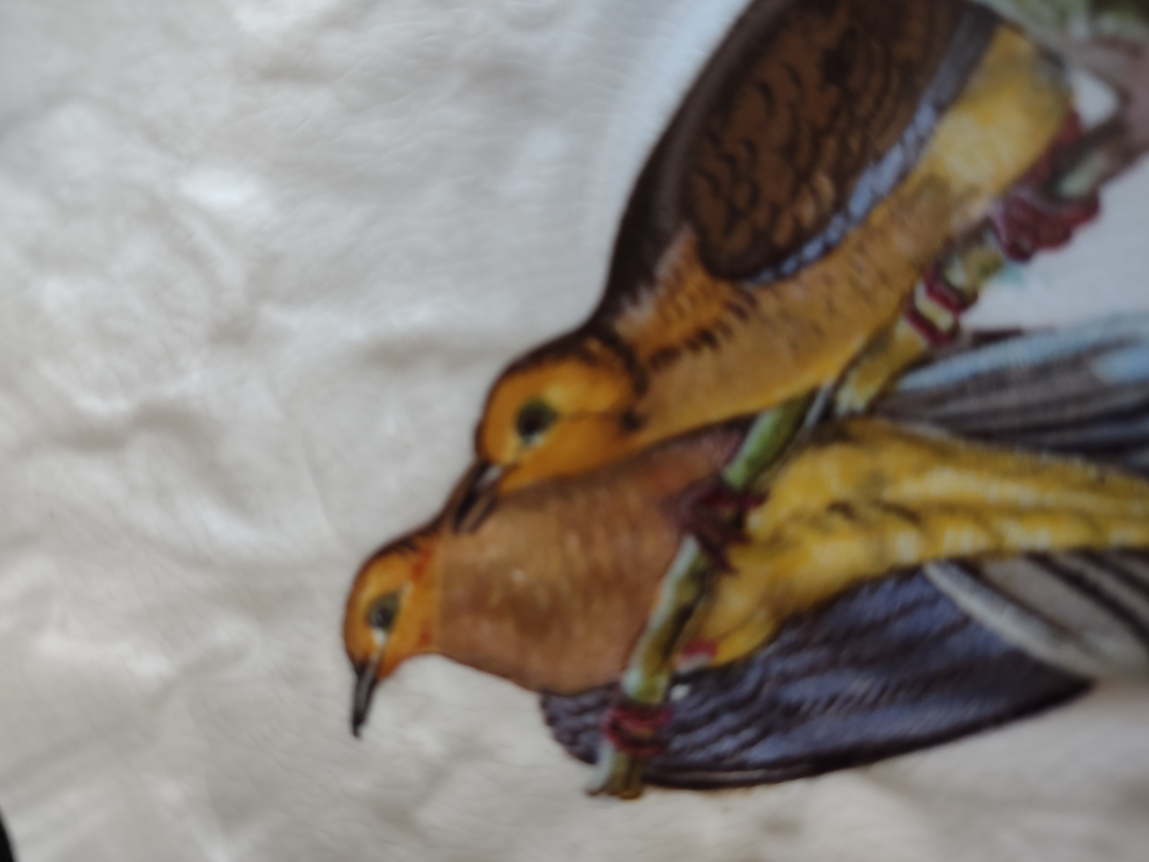 Vintage Meakin Audubon Carolina Turtle Dove Saucer England Cottagecore [5879]