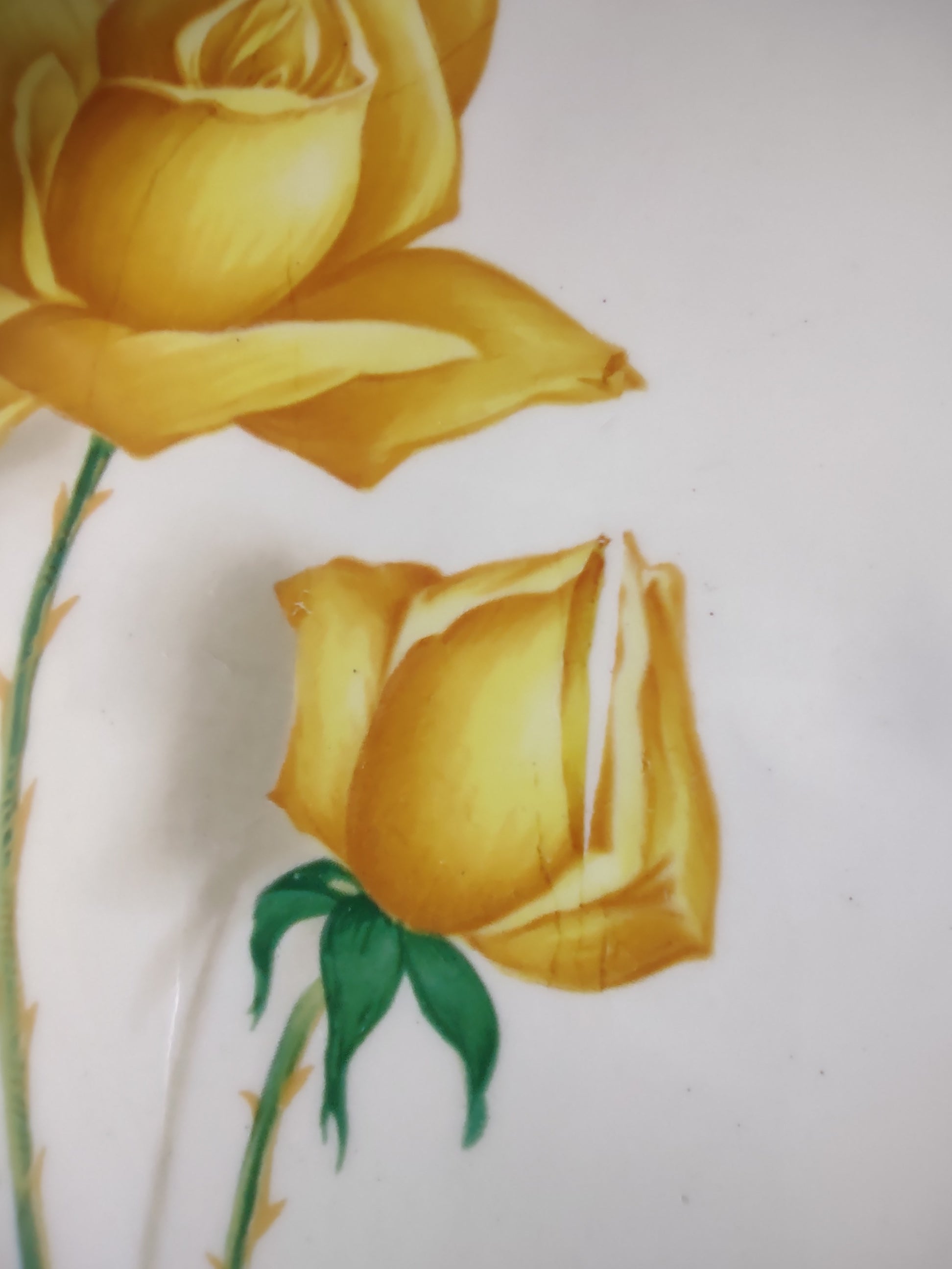 Vintage Yellow Rose Dinner Plate Ceramic White & Yellow 10.5 in [6450]