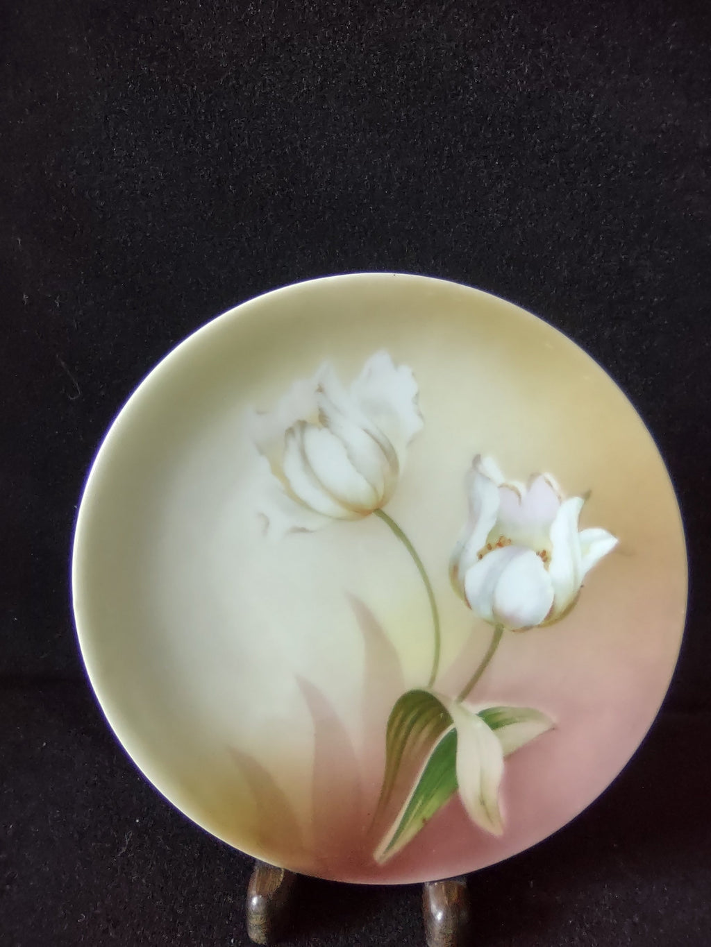Vintage RS Germany Schlegelmilch plate top view with ruler showing approximately 6.5 inch diameter white tulips on cream to blush pink ground