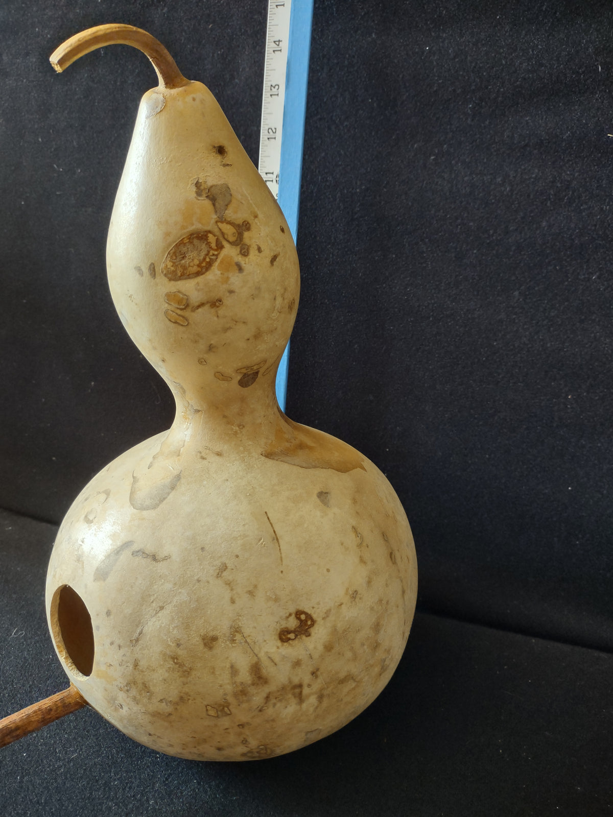 Vintage Natural Dried Birdhouse Gourd 12 Inch Bottle Gourd [8039n]