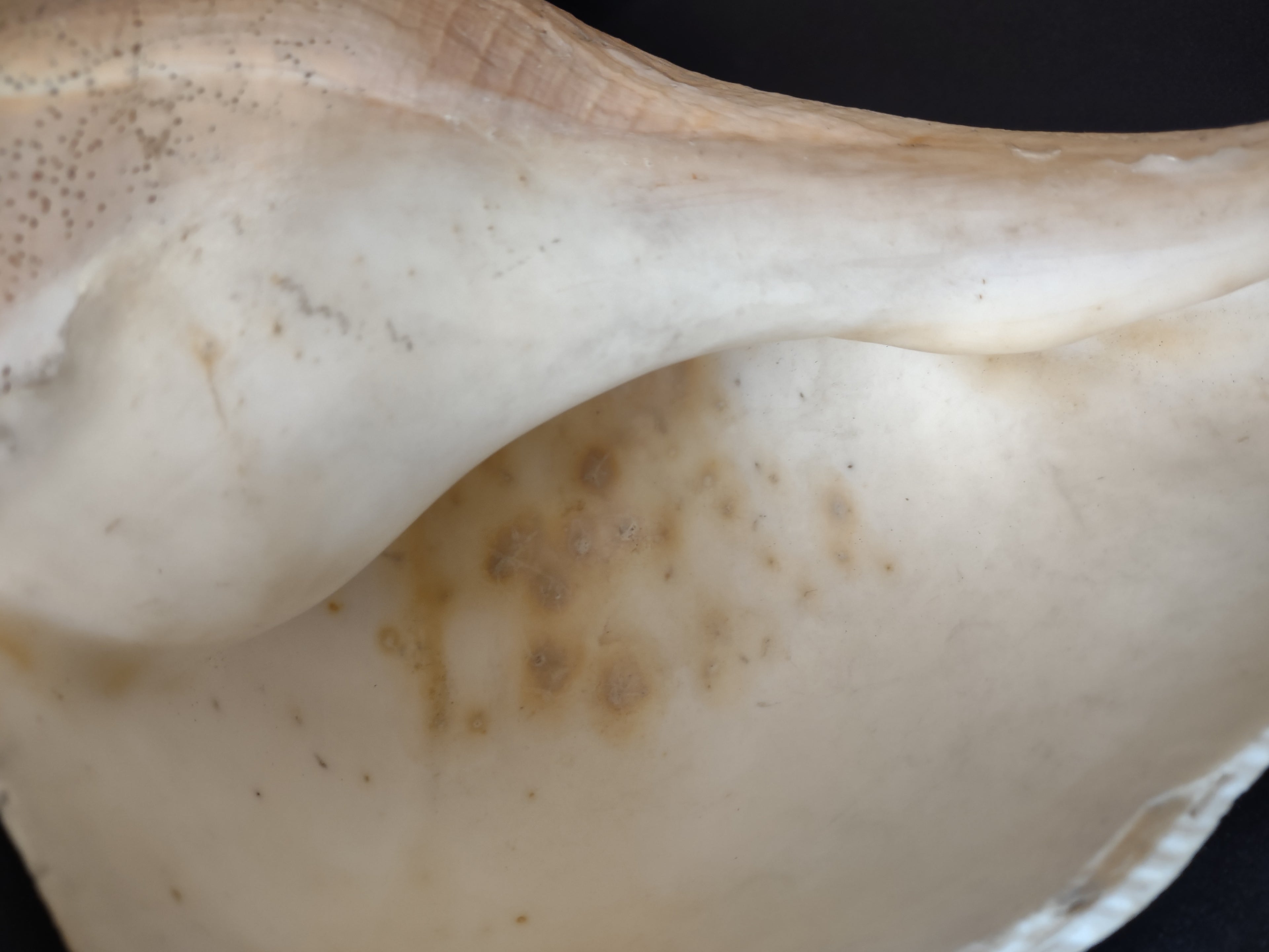 Large Horse Conch Shell 11" Seashell Natural Beach Decor (lot 2794)