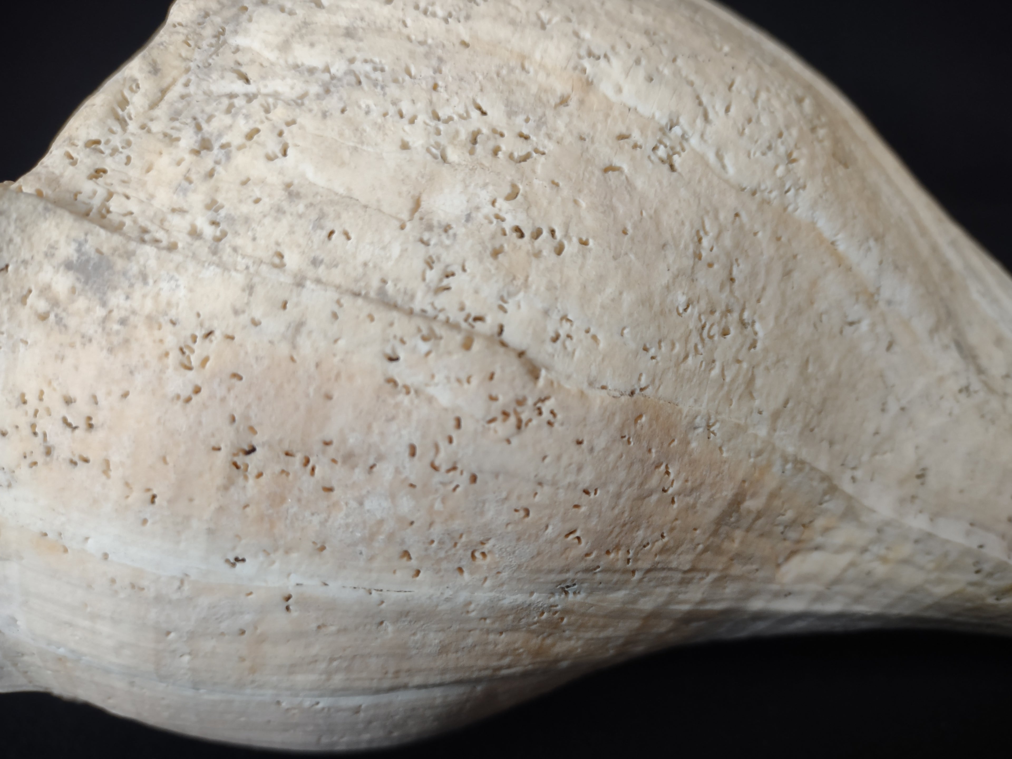 Large Horse Conch Shell 11" Seashell Natural Beach Decor (lot 2794)