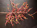 Halloween Thanksgiving Fall Artificial Pip Berry 24" Twig (lot 3112)