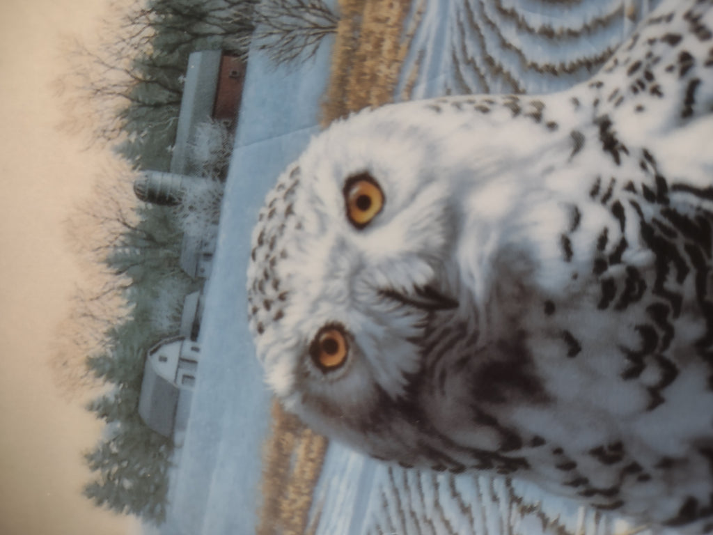 Vintage Knowles Collector Plate 1st Issue The Snowy Owl Stately Owls (Lot 5113)