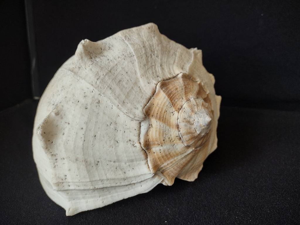 Large Horse Conch Shell 11" Seashell Natural Beach Decor (lot 2794)