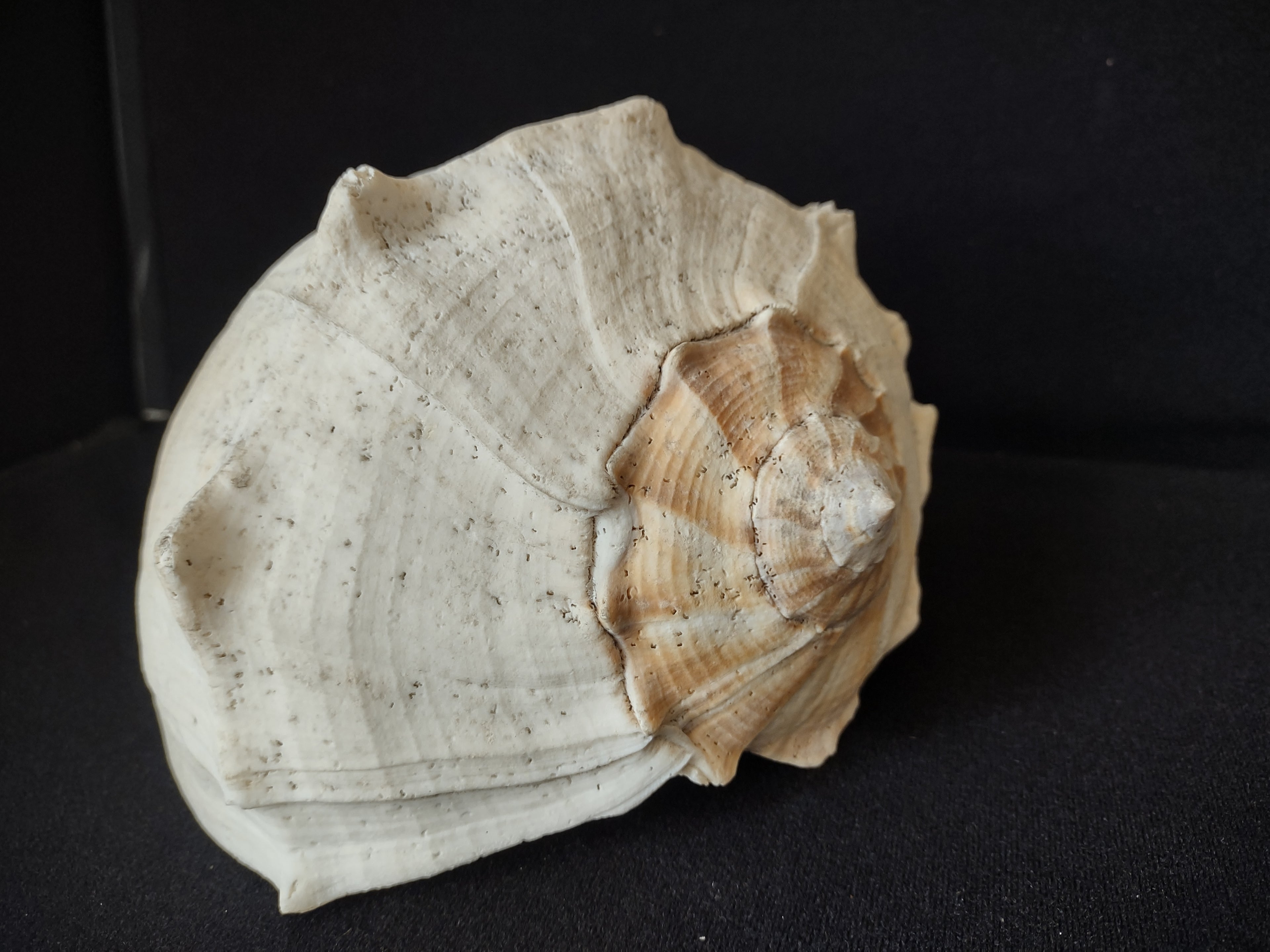 Large Horse Conch Shell 11" Seashell Natural Beach Decor (lot 2794)