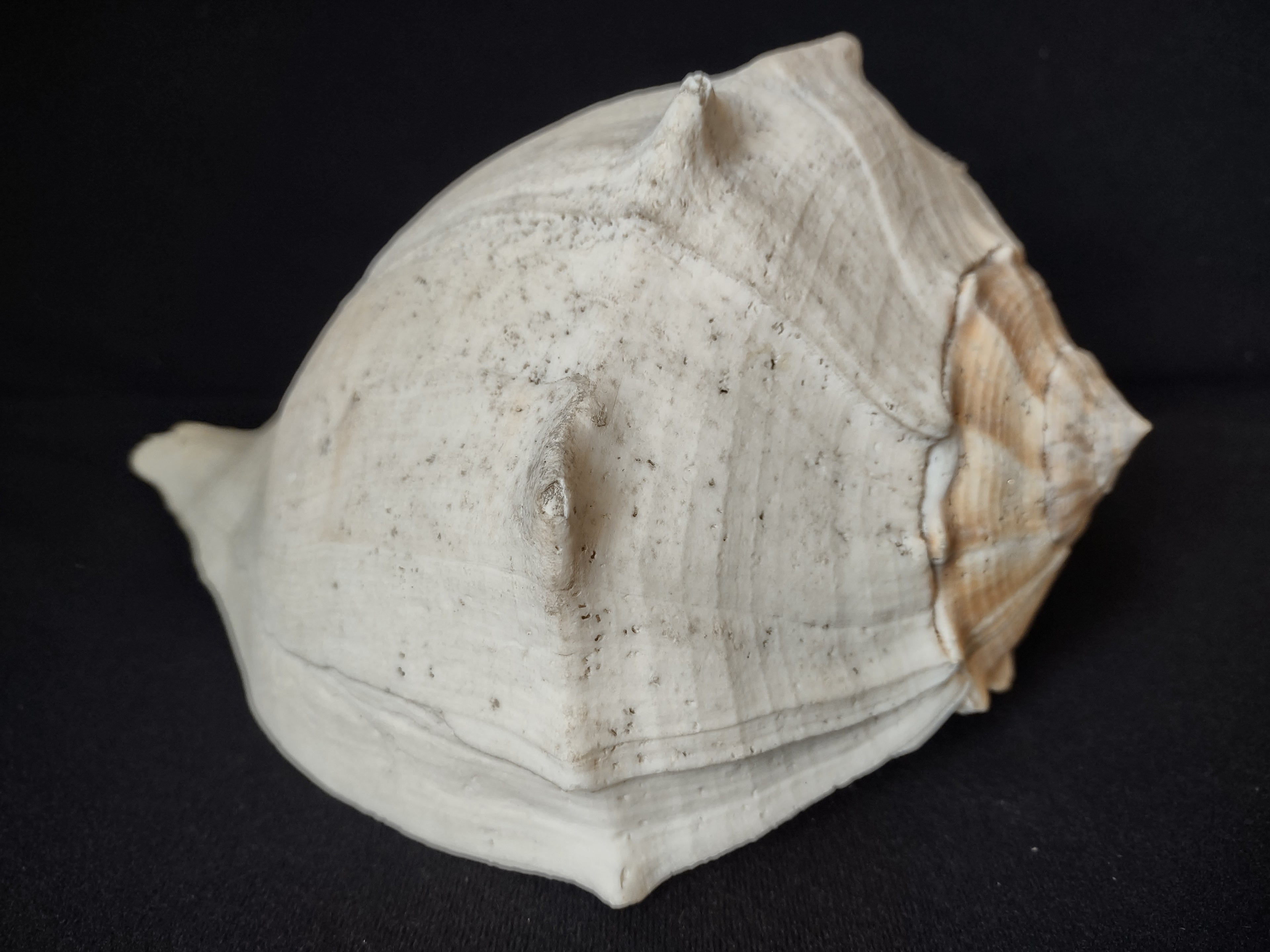 Large Horse Conch Shell 11" Seashell Natural Beach Decor (lot 2794)