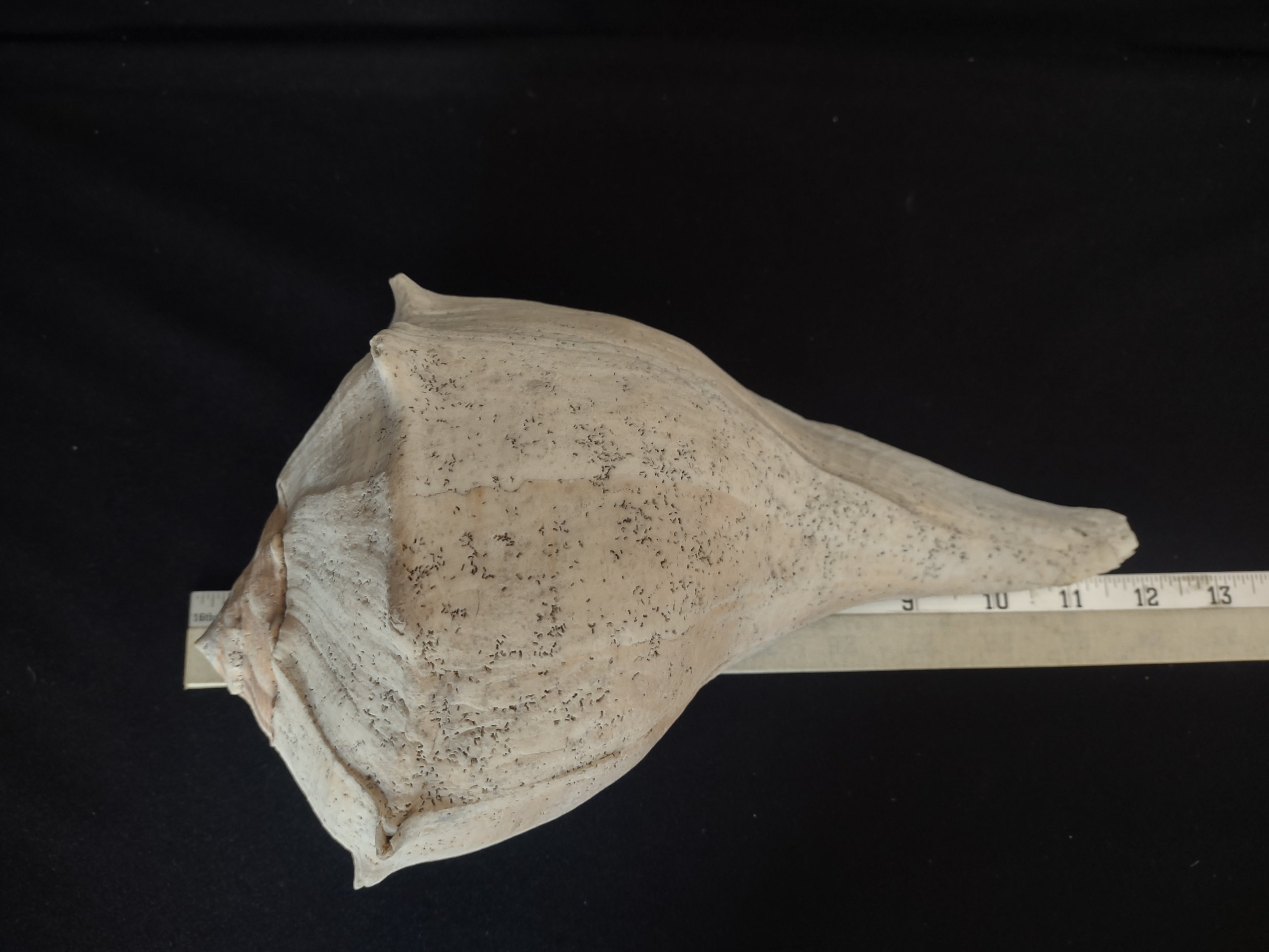 Large Horse Conch Shell 11" Seashell Natural Beach Decor (lot 2794)